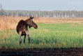 059_Biebrza - kwiecien 2012